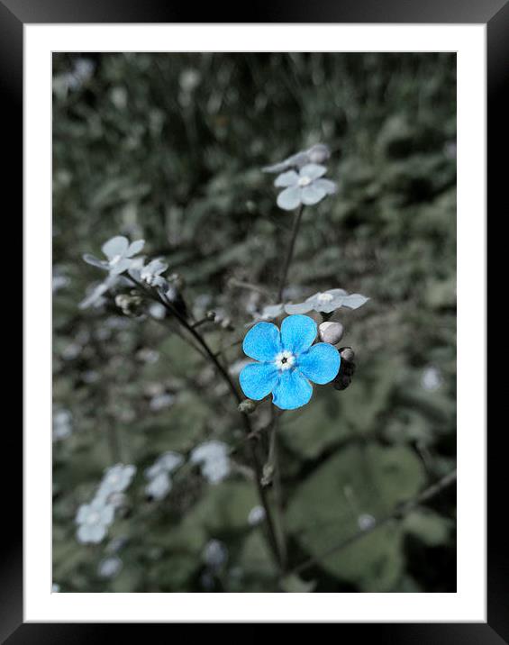 Delicate Blue Flower Framed Mounted Print by Nicola Hawkes