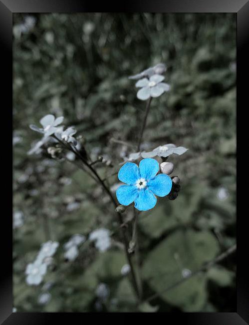 Delicate Blue Flower Framed Print by Nicola Hawkes