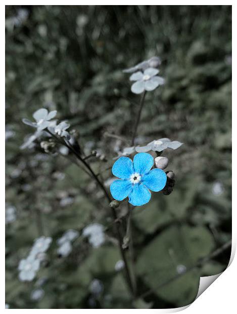 Delicate Blue Flower Print by Nicola Hawkes