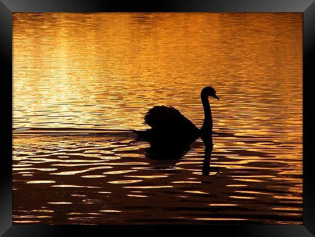 Swan Silhouette at Sunset Framed Print by Liz Watson