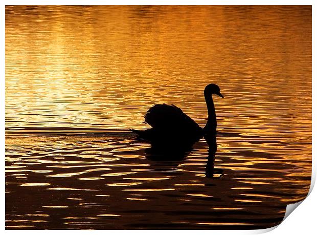 Swan Silhouette at Sunset Print by Liz Watson