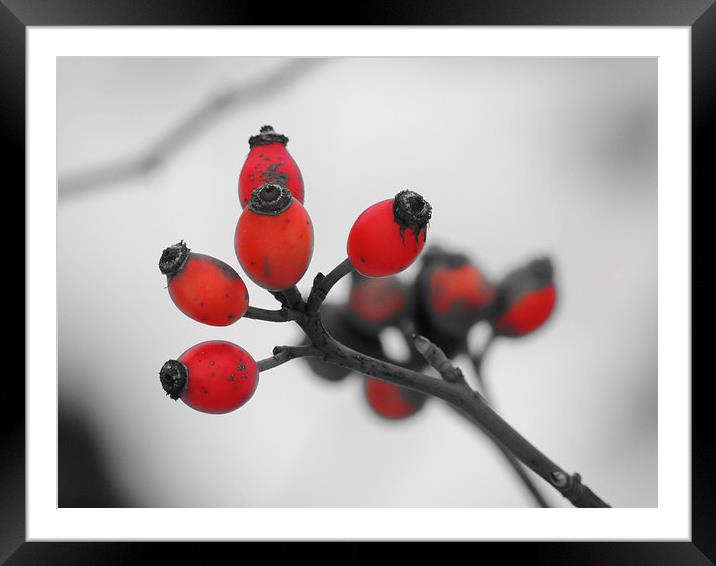 Red Winter Berries Framed Mounted Print by Liz Watson