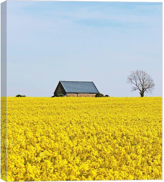 Rapeseed Field Cottage. Canvas Print by paulette hurley