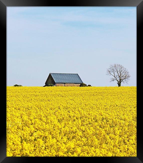 Rapeseed Field Cottage. Framed Print by paulette hurley