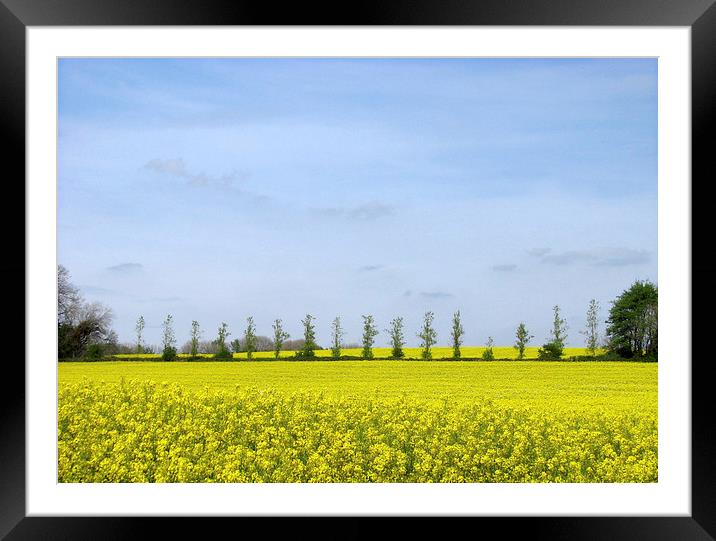 Rapeseed Field Trees. Framed Mounted Print by paulette hurley
