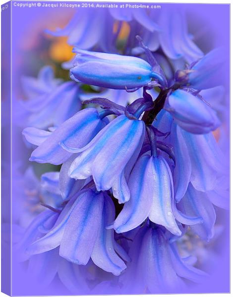 Bluebells from the Garden Canvas Print by Jacqui Kilcoyne