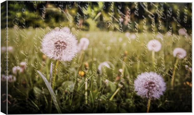 And He Created Dandelions Canvas Print by stewart oakes