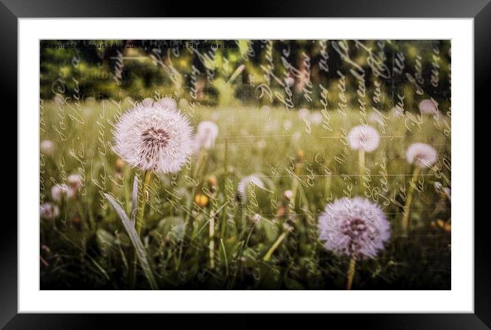 And He Created Dandelions Framed Mounted Print by stewart oakes