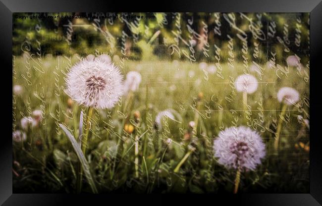 And He Created Dandelions Framed Print by stewart oakes