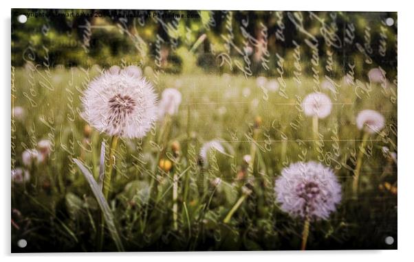 And He Created Dandelions Acrylic by stewart oakes