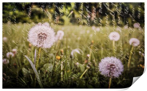 And He Created Dandelions Print by stewart oakes