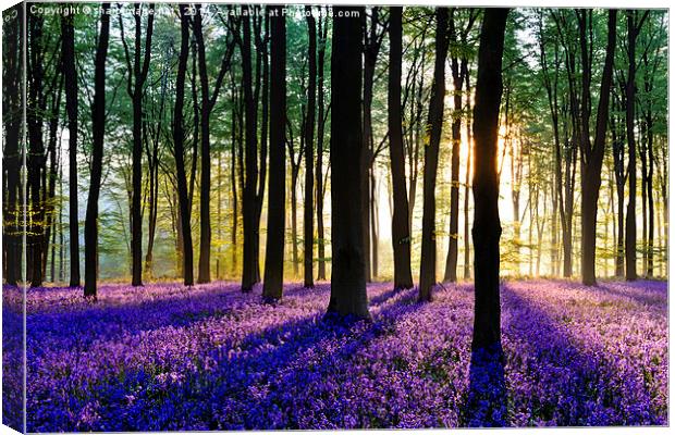 Bluebell Dawn - 5 Canvas Print by Sharpimage NET