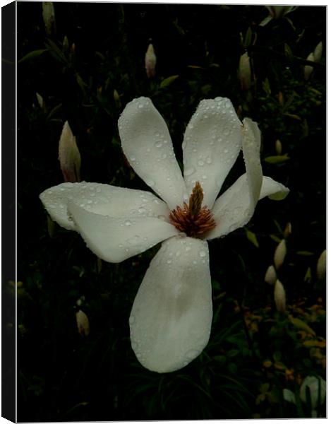 JAPANESE MAGNOLIA LILY 1 Canvas Print by Jacque Mckenzie