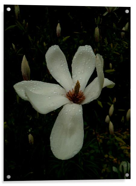 JAPANESE MAGNOLIA LILY 1 Acrylic by Jacque Mckenzie
