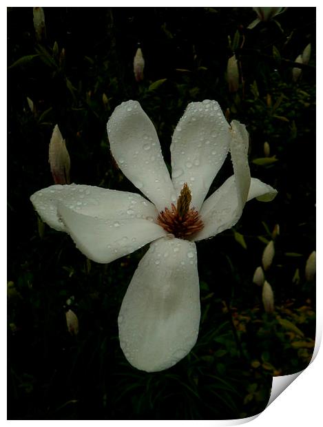 JAPANESE MAGNOLIA LILY 1 Print by Jacque Mckenzie