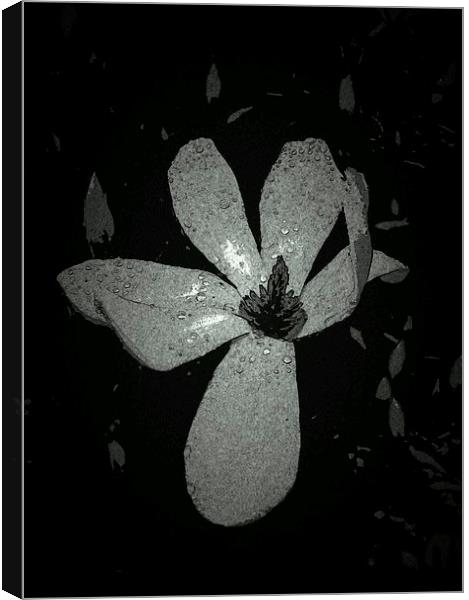 JAPANESE MAGNOLIA LILY 2 Canvas Print by Jacque Mckenzie