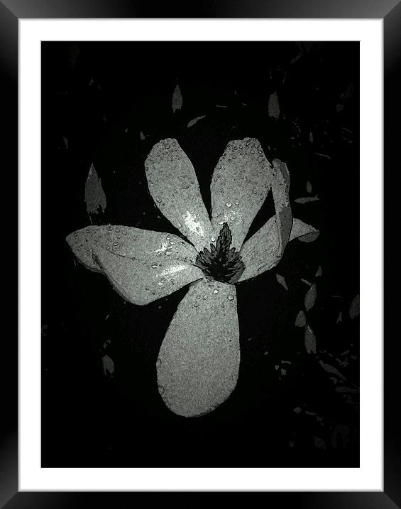 JAPANESE MAGNOLIA LILY 2 Framed Mounted Print by Jacque Mckenzie