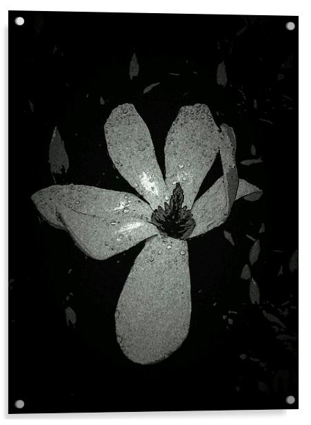 JAPANESE MAGNOLIA LILY 2 Acrylic by Jacque Mckenzie