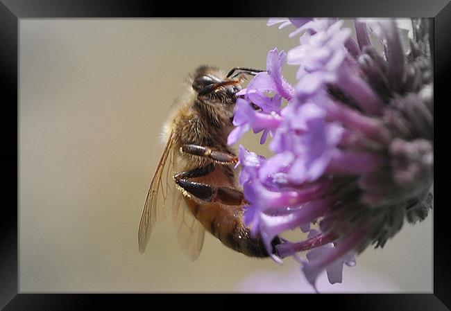Busy Bee Framed Print by Karen Martin