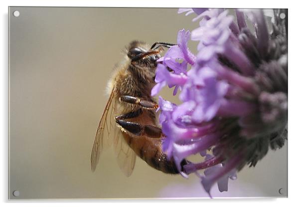 Busy Bee Acrylic by Karen Martin