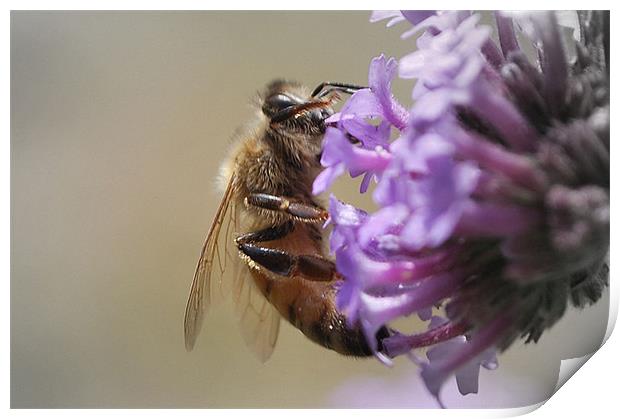 Busy Bee Print by Karen Martin