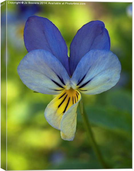 blue pansy Canvas Print by Jo Beerens