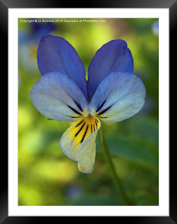 blue pansy Framed Mounted Print by Jo Beerens