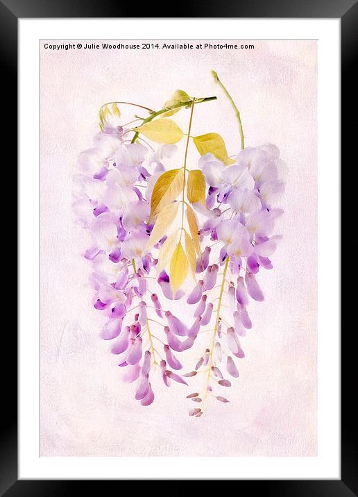 Wisteria Framed Mounted Print by Julie Woodhouse