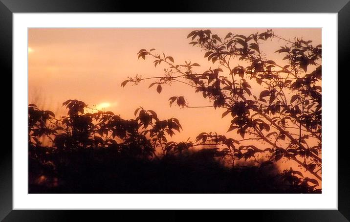 Early Morning Sunrise Framed Mounted Print by Martha Crum