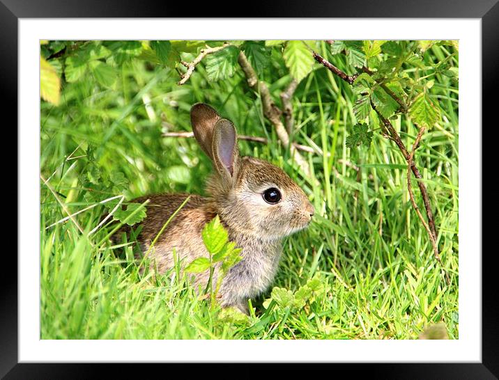 Rabbit at Pulborough Brooks Framed Mounted Print by Sarah George