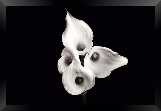 Calla Lilies Framed Print by Castleton Photographic