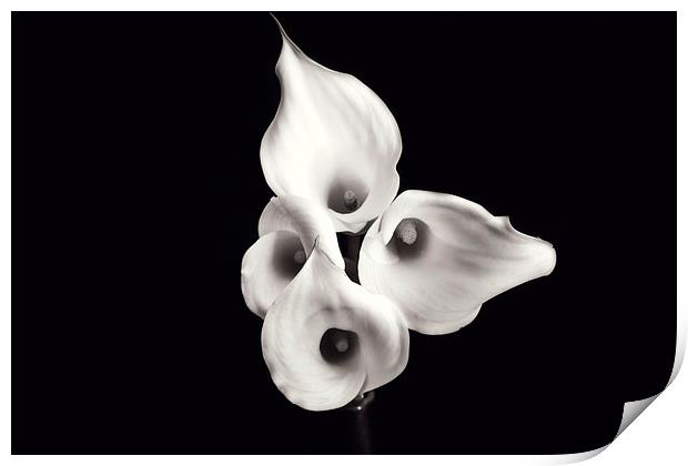 Calla Lilies Print by Castleton Photographic