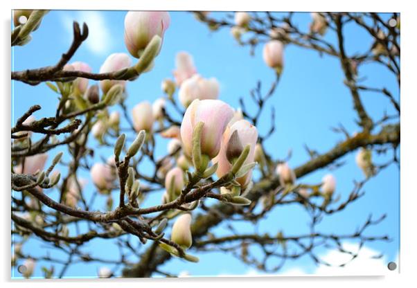 blossom Acrylic by carley davey