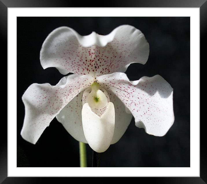 White orchid 3 Framed Mounted Print by Ruth Hallam