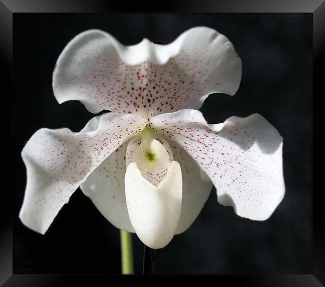 White orchid 3 Framed Print by Ruth Hallam