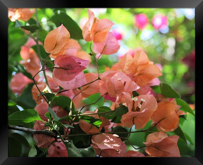 Bougainvillea Pink flower 2 Framed Print by Ruth Hallam