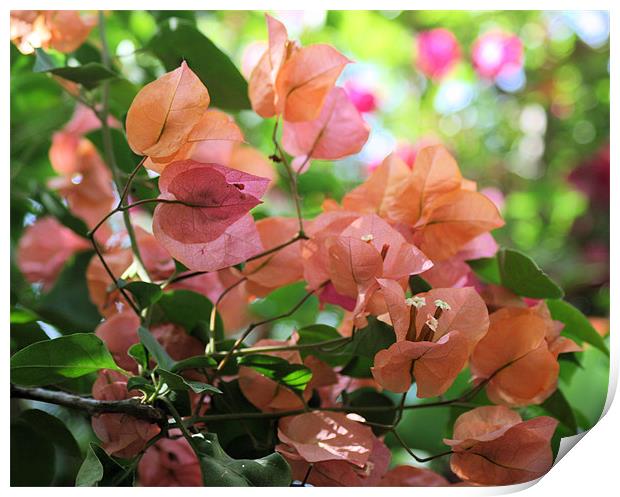 Bougainvillea Pink flower 2 Print by Ruth Hallam