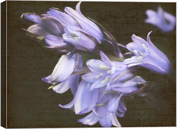 Vintage Bluebell Canvas Print by michelle whitebrook