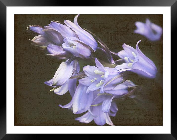 Vintage Bluebell Framed Mounted Print by michelle whitebrook