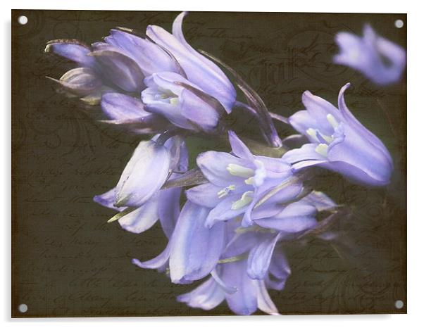 Vintage Bluebell Acrylic by michelle whitebrook