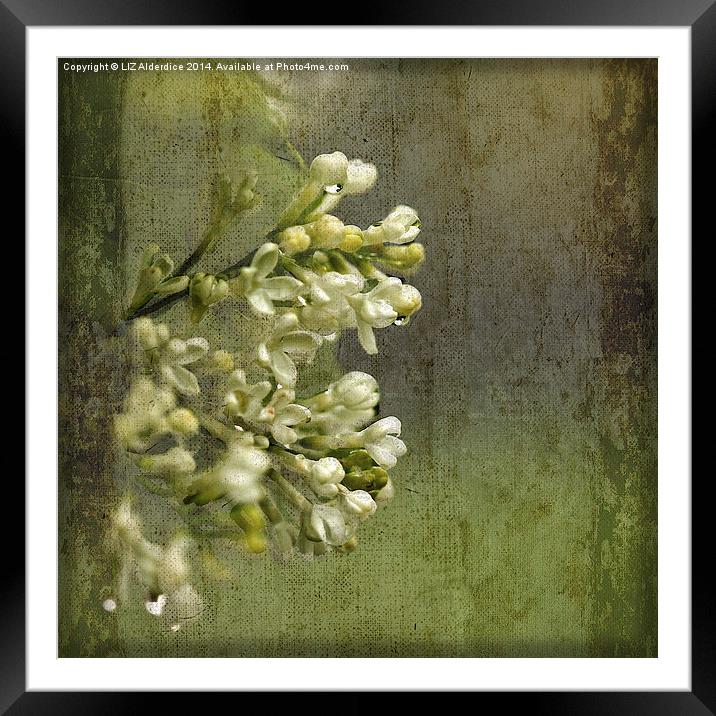 Lilac in the Rain Framed Mounted Print by LIZ Alderdice