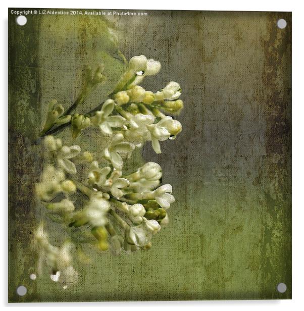 Lilac in the Rain Acrylic by LIZ Alderdice
