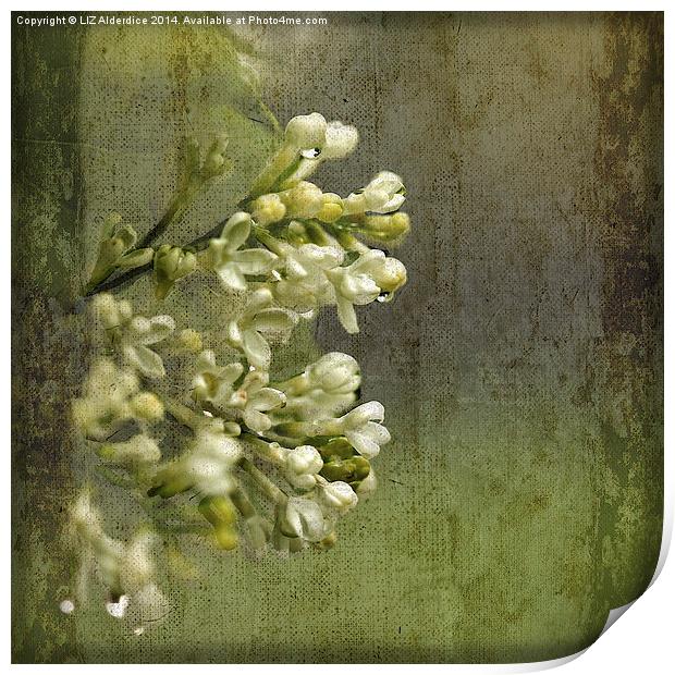 Lilac in the Rain Print by LIZ Alderdice