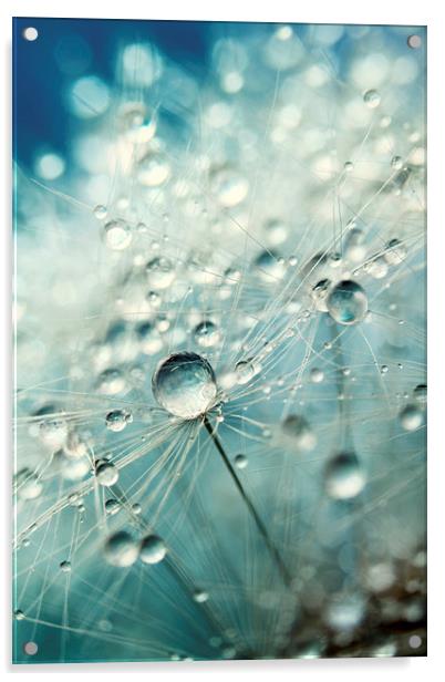 Dandelion Starburst Acrylic by Sharon Johnstone
