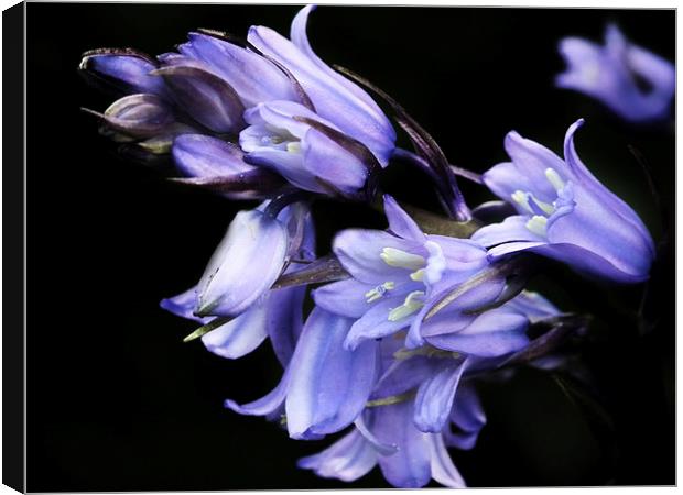 Bluebell Canvas Print by michelle whitebrook