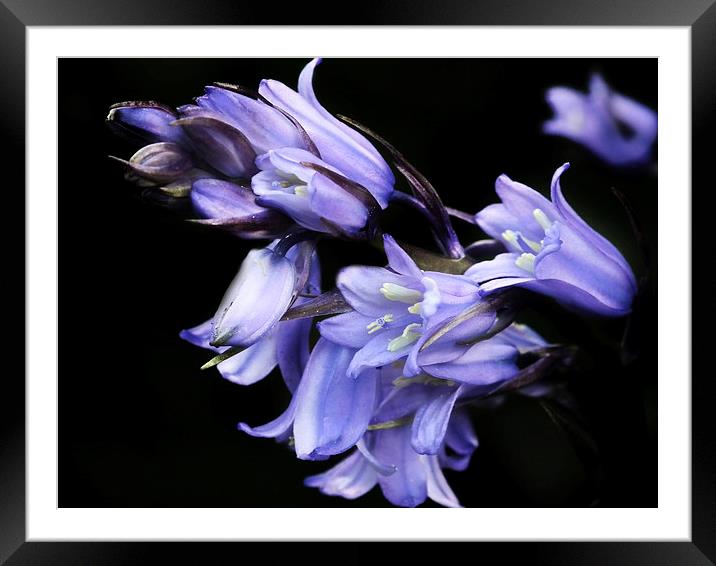 Bluebell Framed Mounted Print by michelle whitebrook