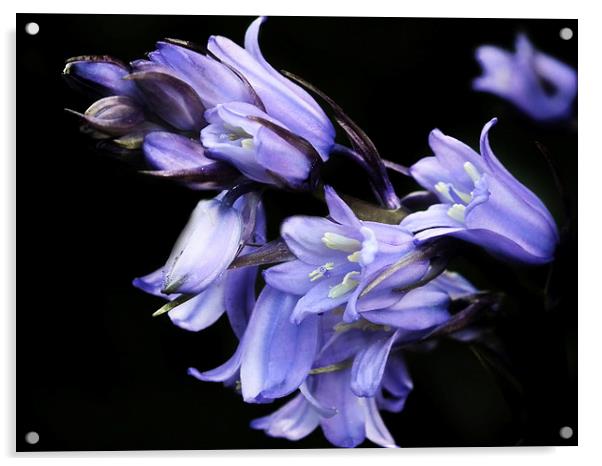 Bluebell Acrylic by michelle whitebrook
