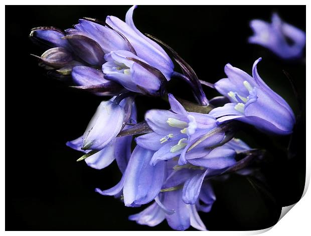 Bluebell Print by michelle whitebrook