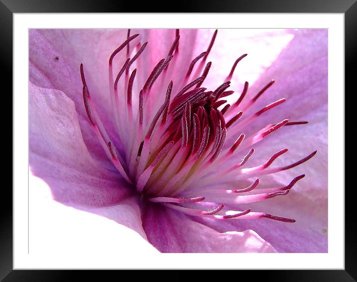 Clematis Framed Mounted Print by Christopher Humphrey