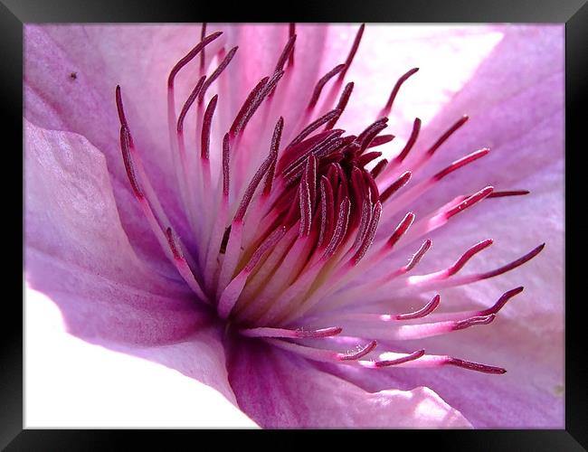Clematis Framed Print by Christopher Humphrey